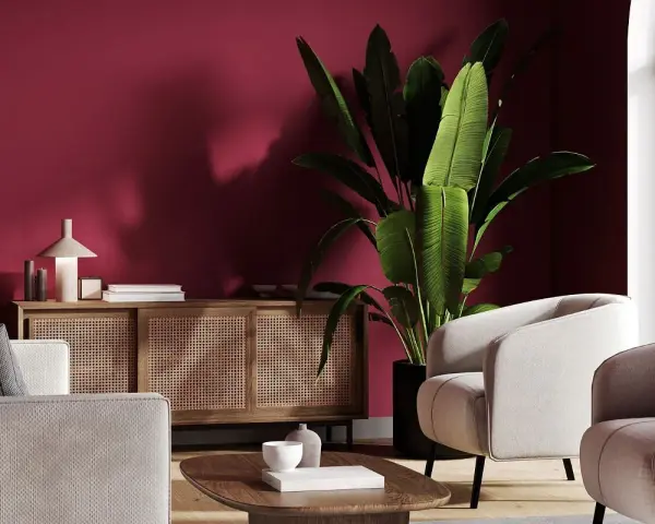 Nowoczesny salon z burgundową ścianą. Jasne fotele i sofa, drewniana komoda z rattanowymi frontami, duża roślina i stolik kawowy. Idealne inspiracje, z czym łączyć burgund.