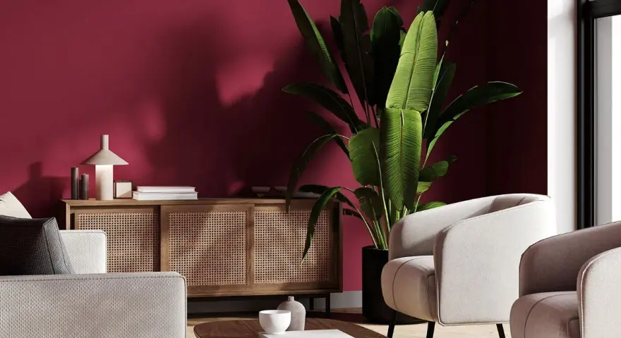 Nowoczesny salon z burgundową ścianą. Jasne fotele i sofa, drewniana komoda z rattanowymi frontami, duża roślina i stolik kawowy. Idealne inspiracje, z czym łączyć burgund.